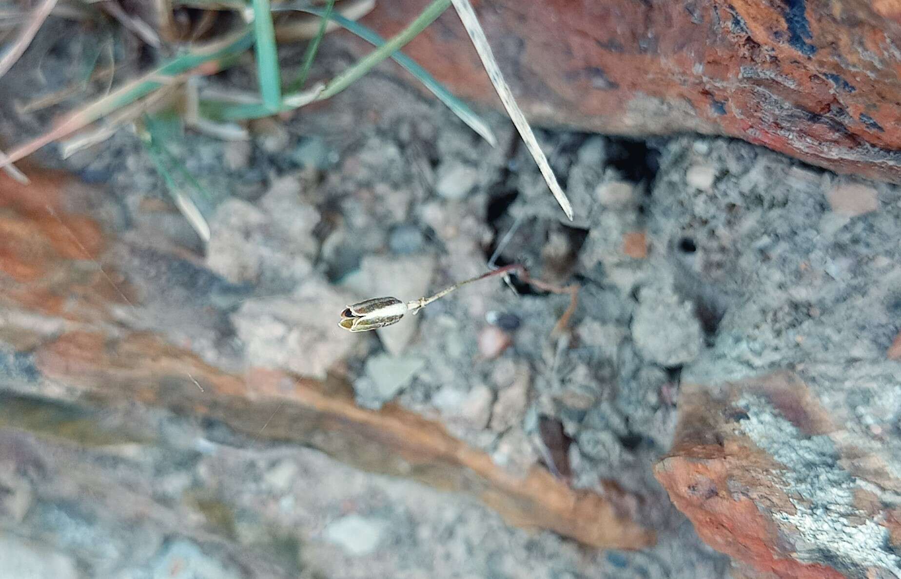 Image of Drimia stenocarpa J. C. Manning & J. M. J. Deacon