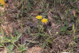 Image of Crepis commutata (Spreng.) W. Greuter