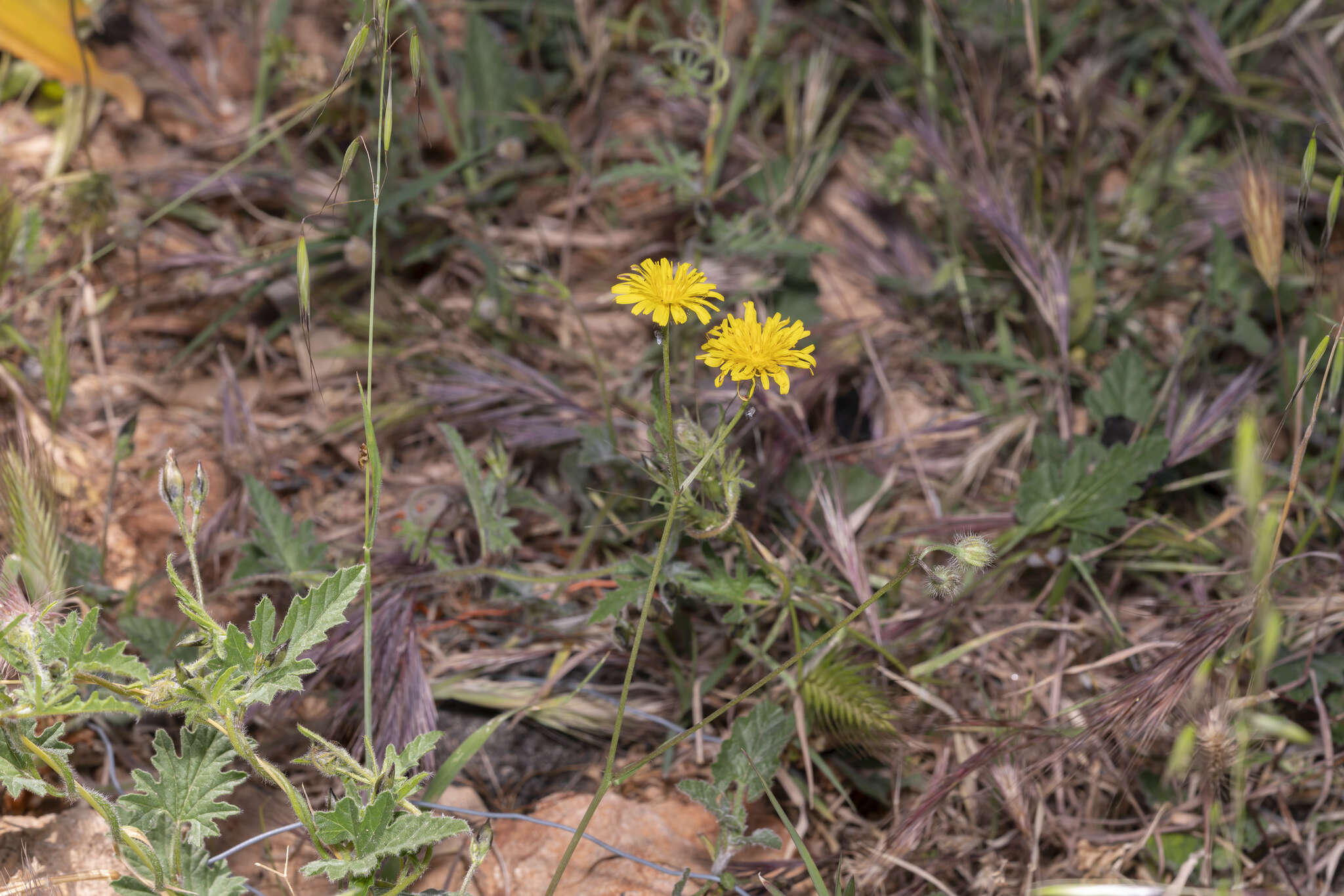 Image of Crepis commutata (Spreng.) W. Greuter