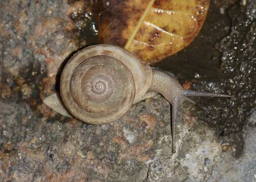 Image of Camaenella platyodon (L. Pfeiffer 1846)