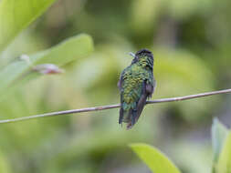 Image of Green-tailed Emerald