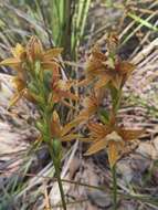 صورة Thelymitra fuscolutea R. Br.