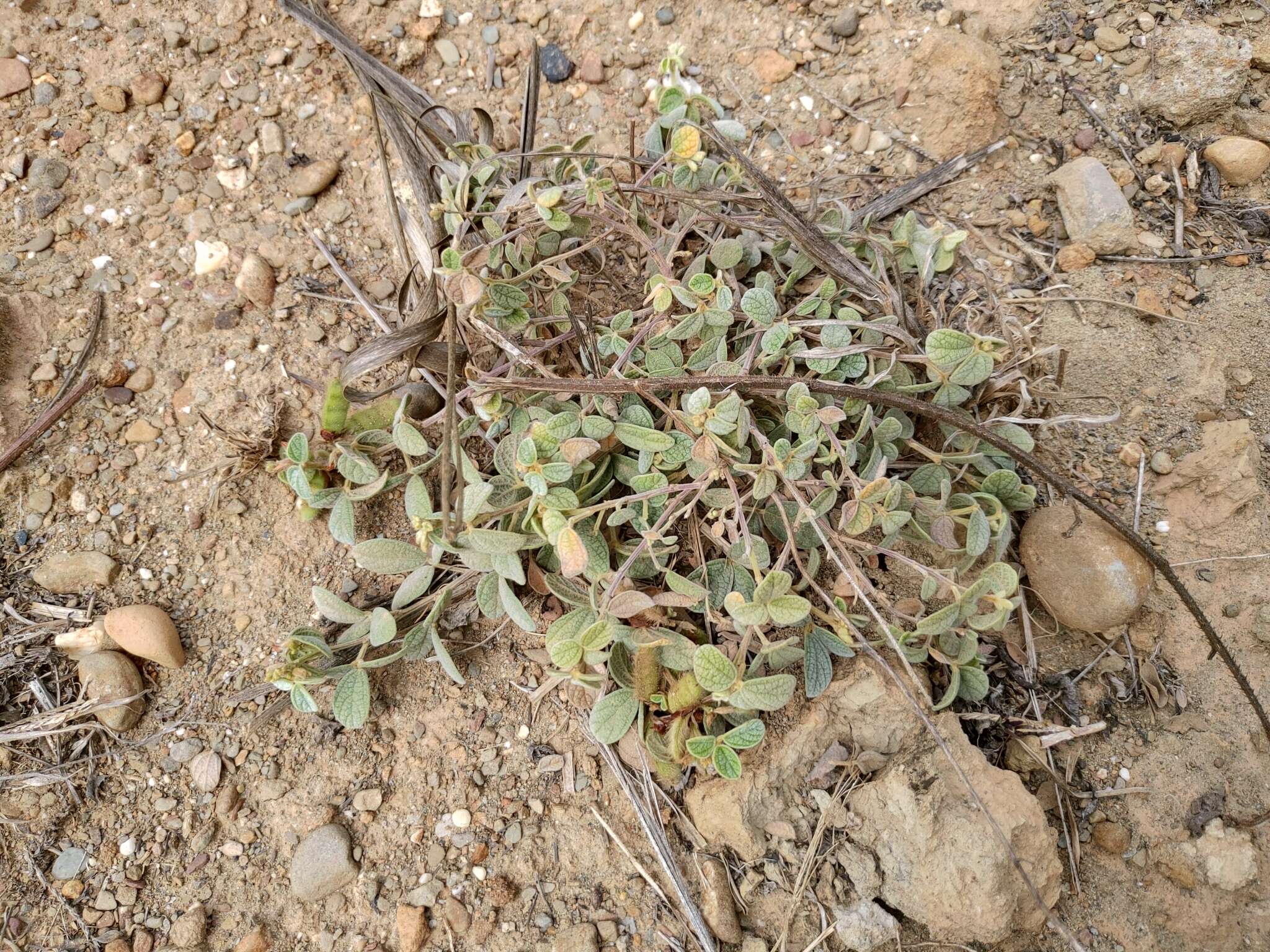 Image of showy pigeonpea