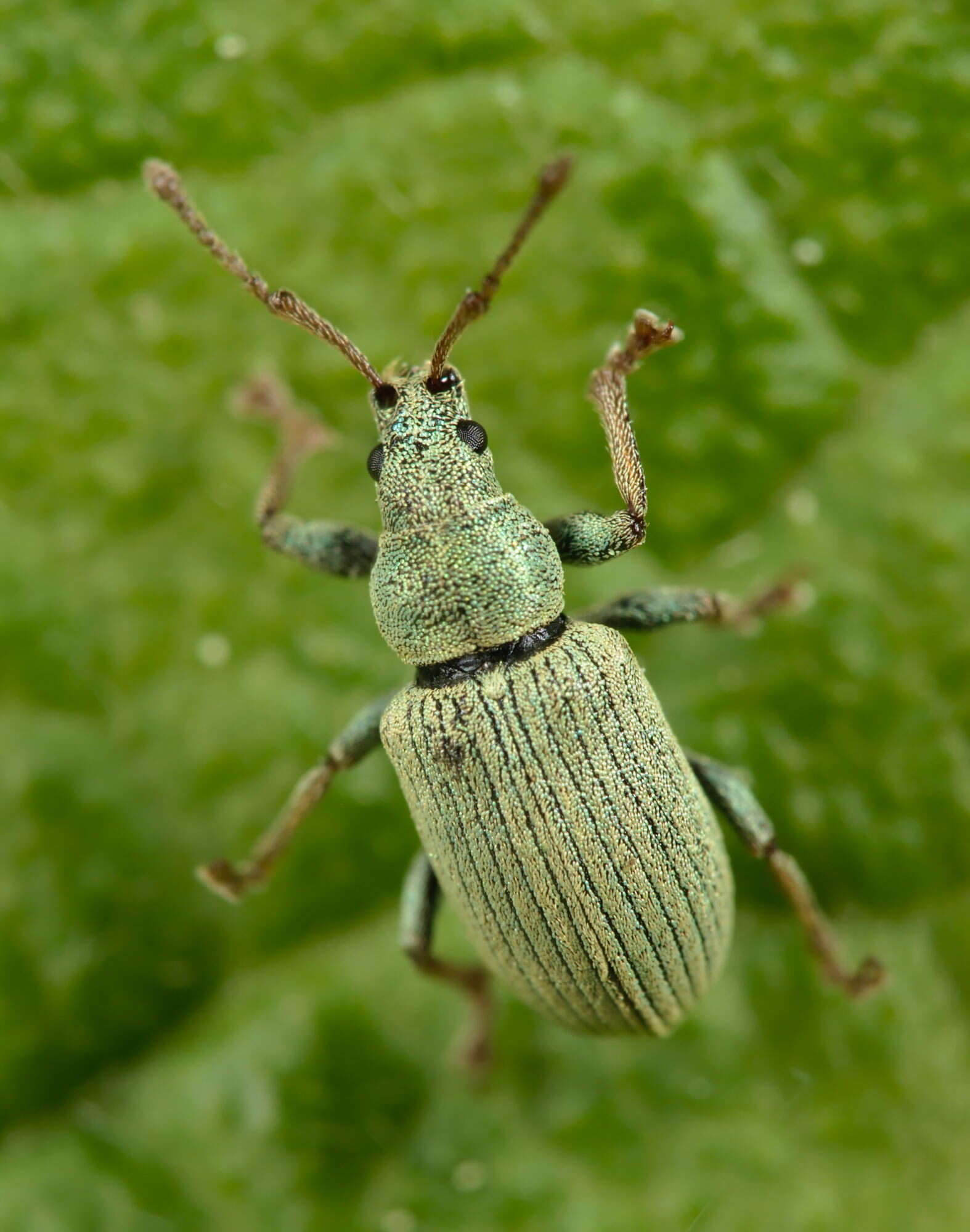 Imagem de Phyllobius (Parnemoicus) roboretanus Gredler 1882