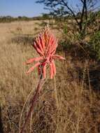 Image of Aloe greatheadii Schönland