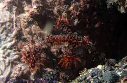 Image of Ornate ghost pipefish