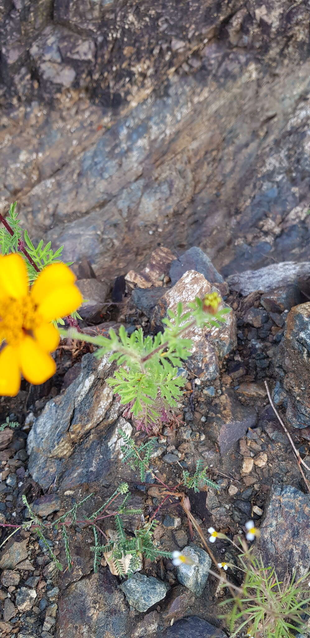 Image of Dyssodia decipiens (Bartl.) M. C. Johnston