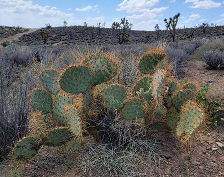 Image of searchlight pricklypear