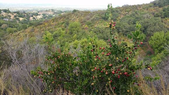 Image de Prunus ilicifolia (Nutt. ex Hook. & Arn.) D. Dietr.