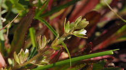 Image of hairy purslane speedwell