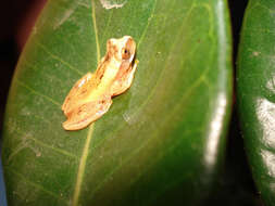 Dendropsophus werneri (Cochran 1952)的圖片