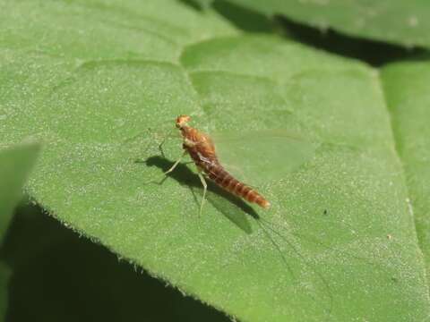 Plancia ëd Ephemerella invaria (Walker 1853)