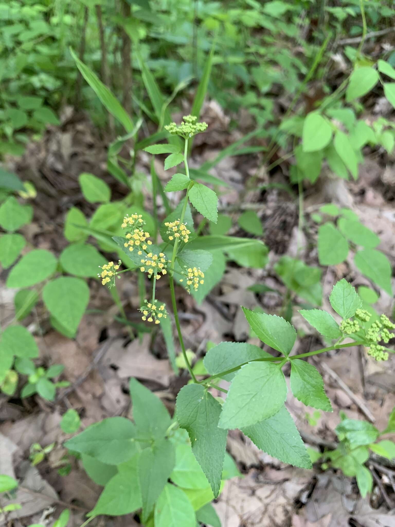 Image of purple meadowparsnip