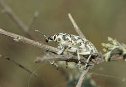 Image of Leucomigus candidatus