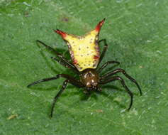 Image of Micrathena crassa (Keyserling 1864)