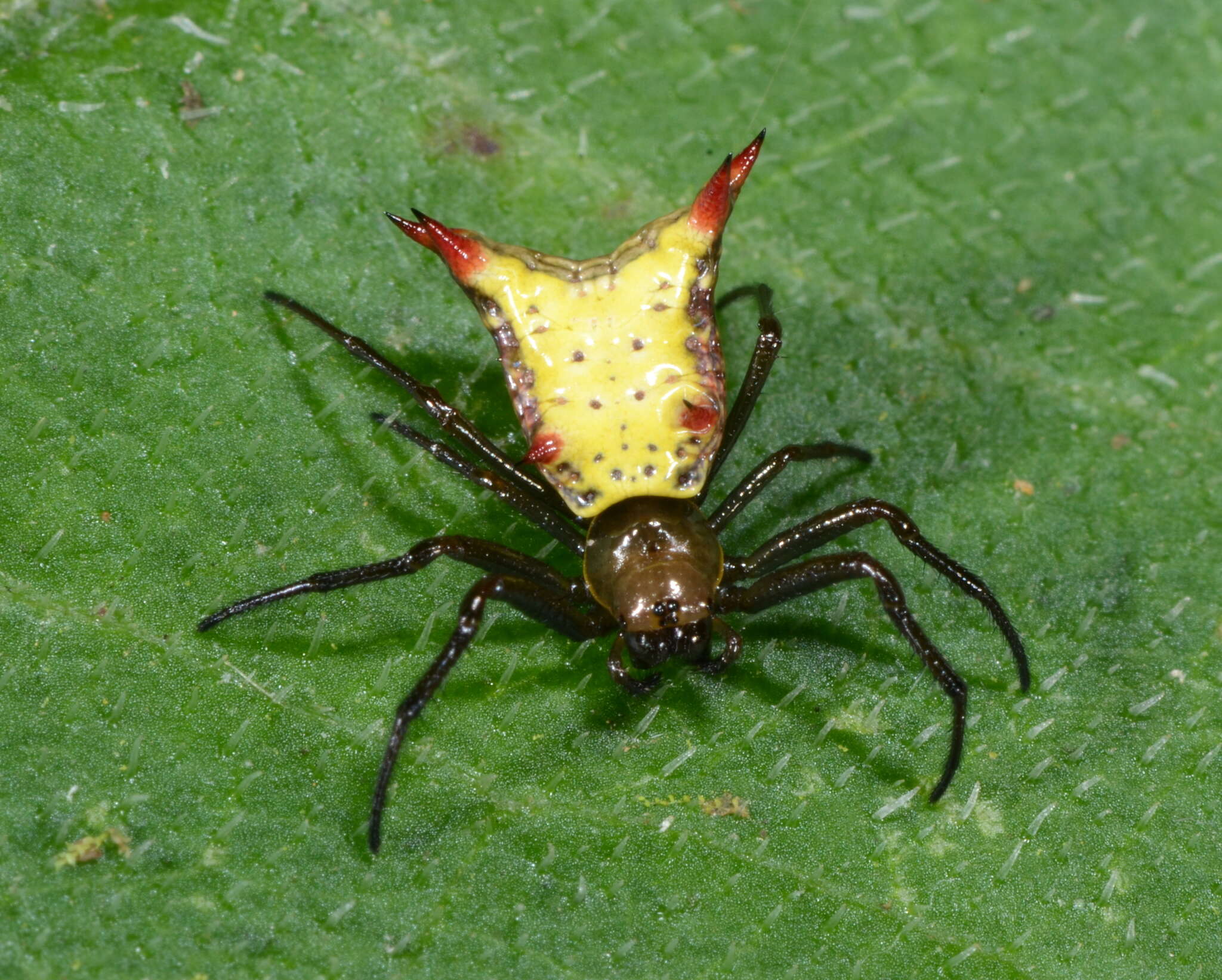 Image of Micrathena crassa (Keyserling 1864)