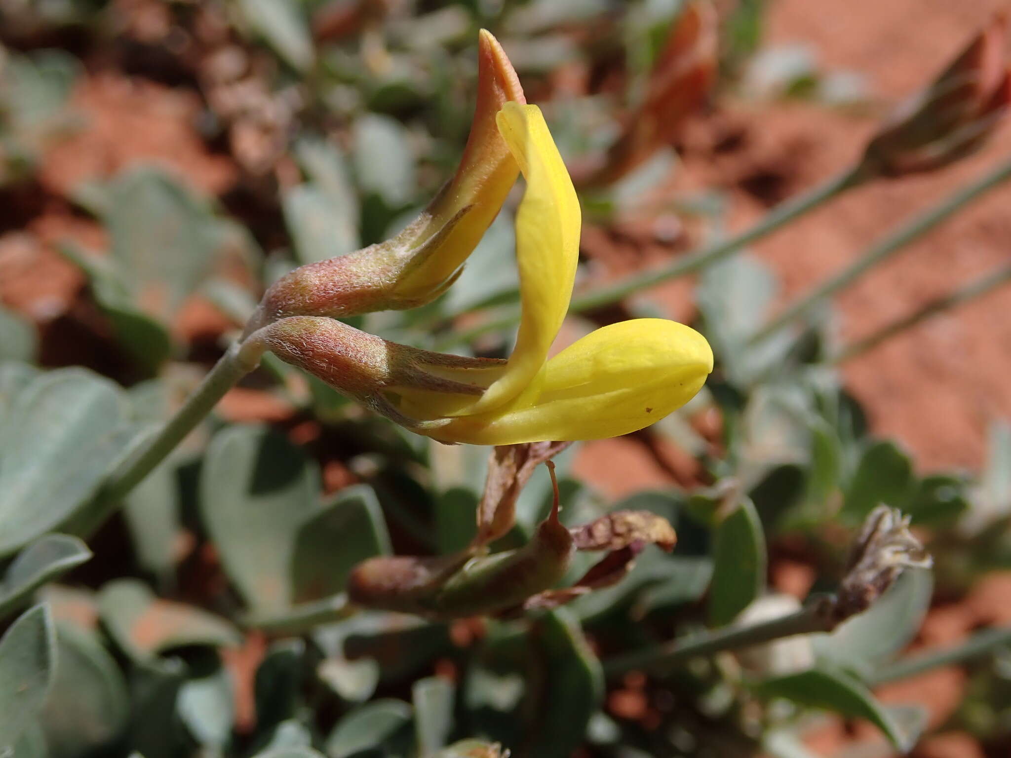 Image of <i>Acmispon mearnsii</i>