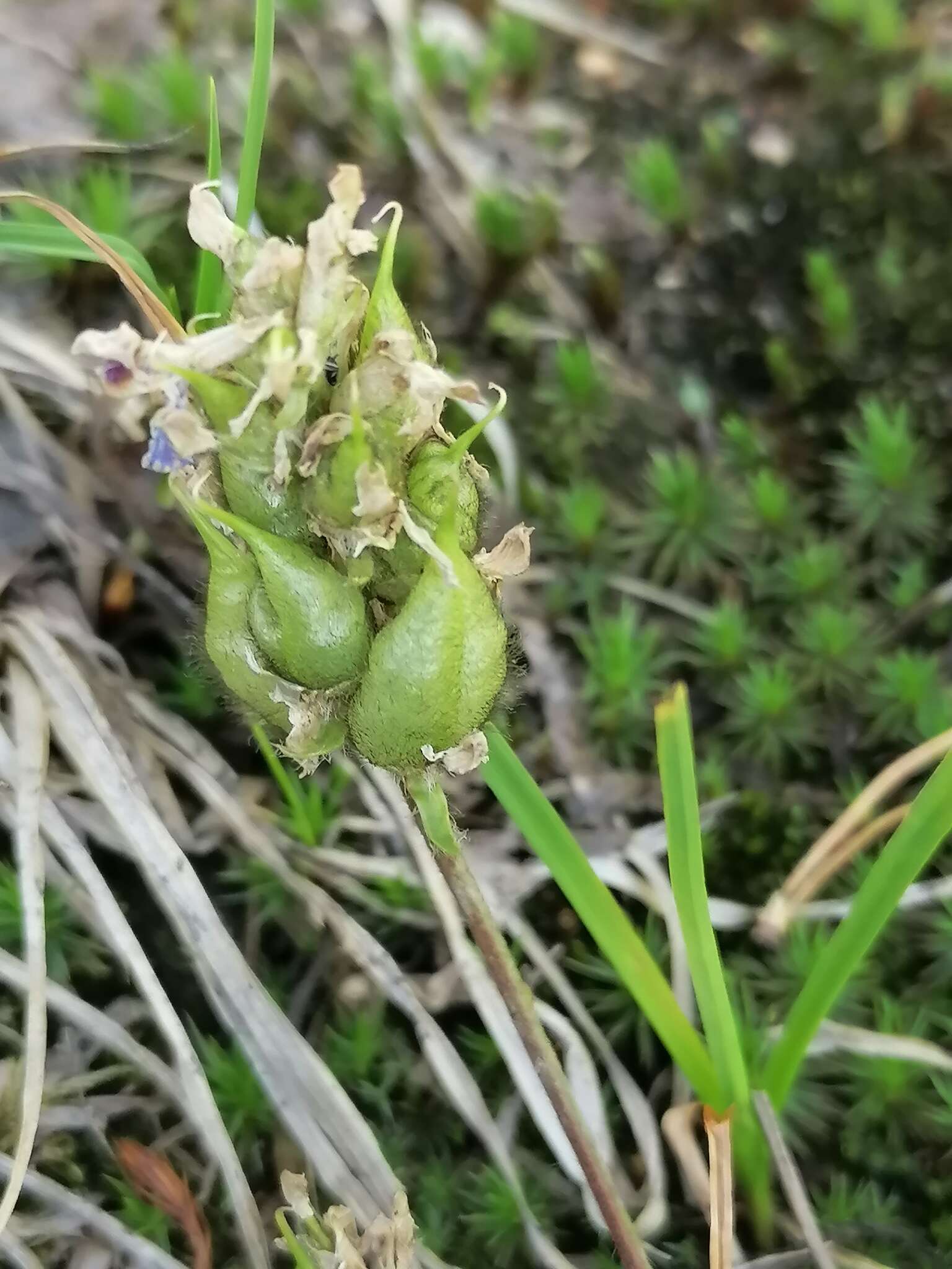 Image de Oxytropis altaica (Pall.) Pers.