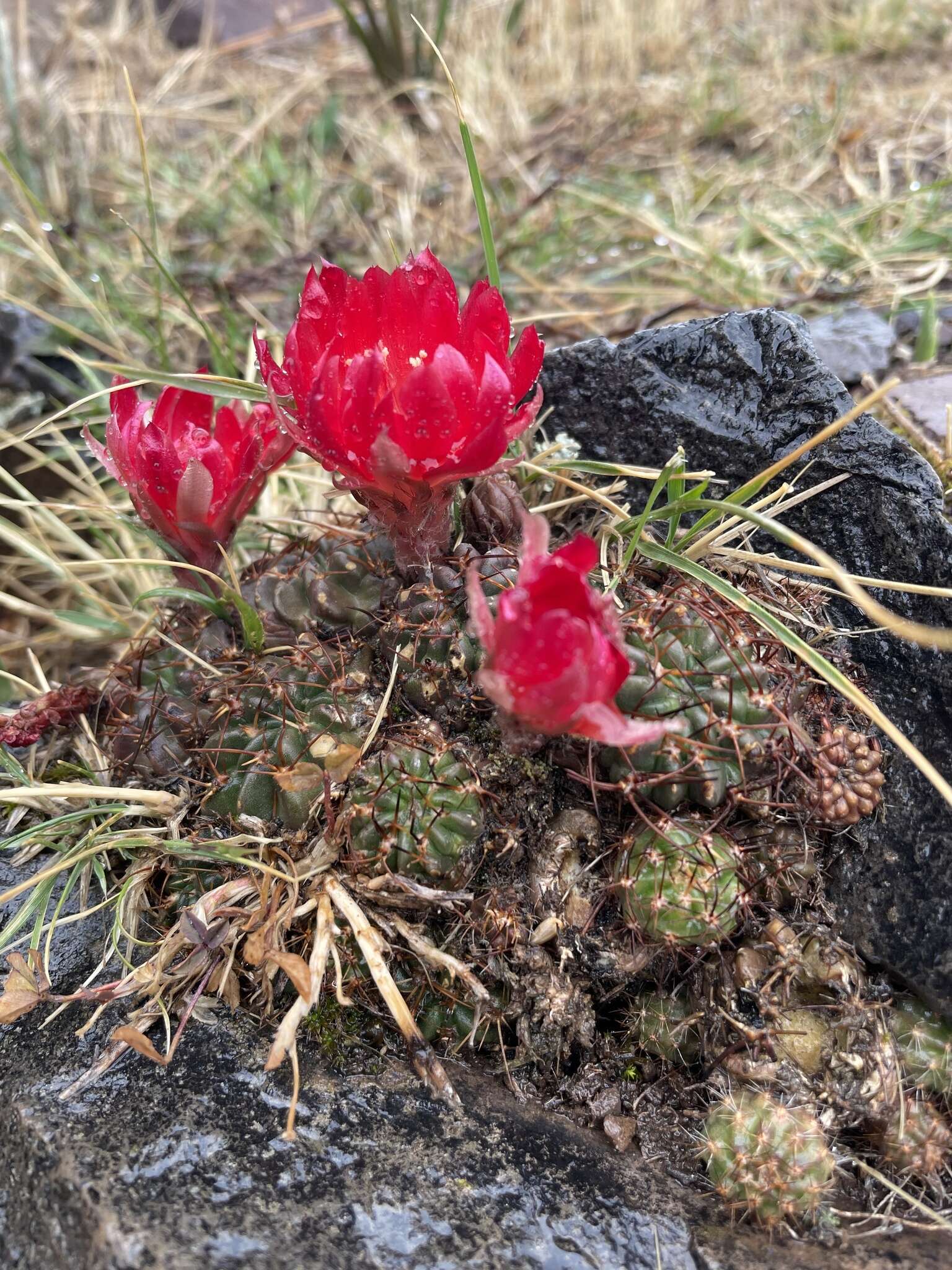 Echinopsis hertrichiana (Backeb.) D. R. Hunt resmi