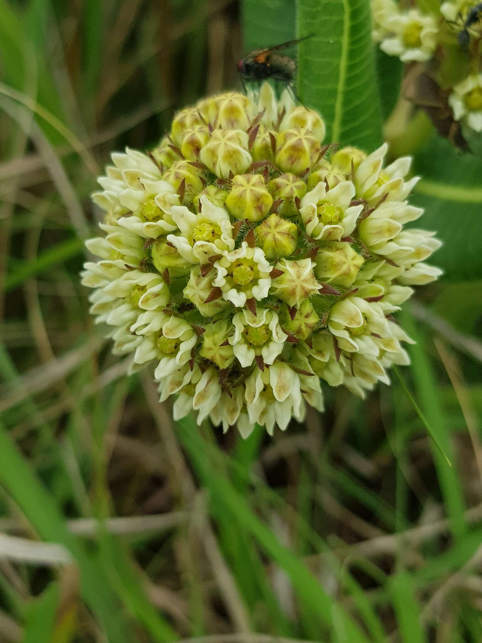 Image de Xysmalobium acerateoides (Schltr.) N. E. Br.