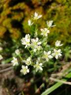 Imagem de Saxifraga tricuspidata Rottb.