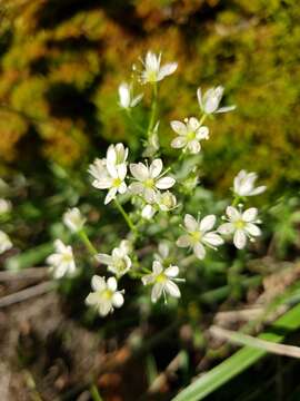 Image of Prickly Saxifrage