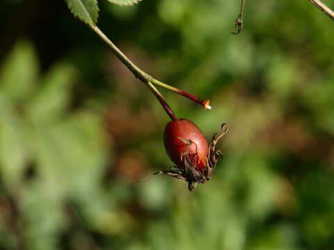 Image de Rosa squarrosa (Rau) Boreau