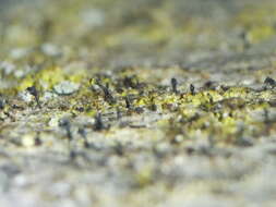 Image of Yellow-collar stubble lichen;   Spike lichen