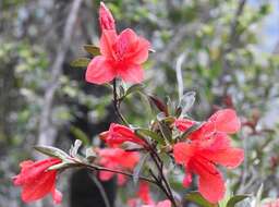 Plancia ëd Rhododendron simsii Planch.