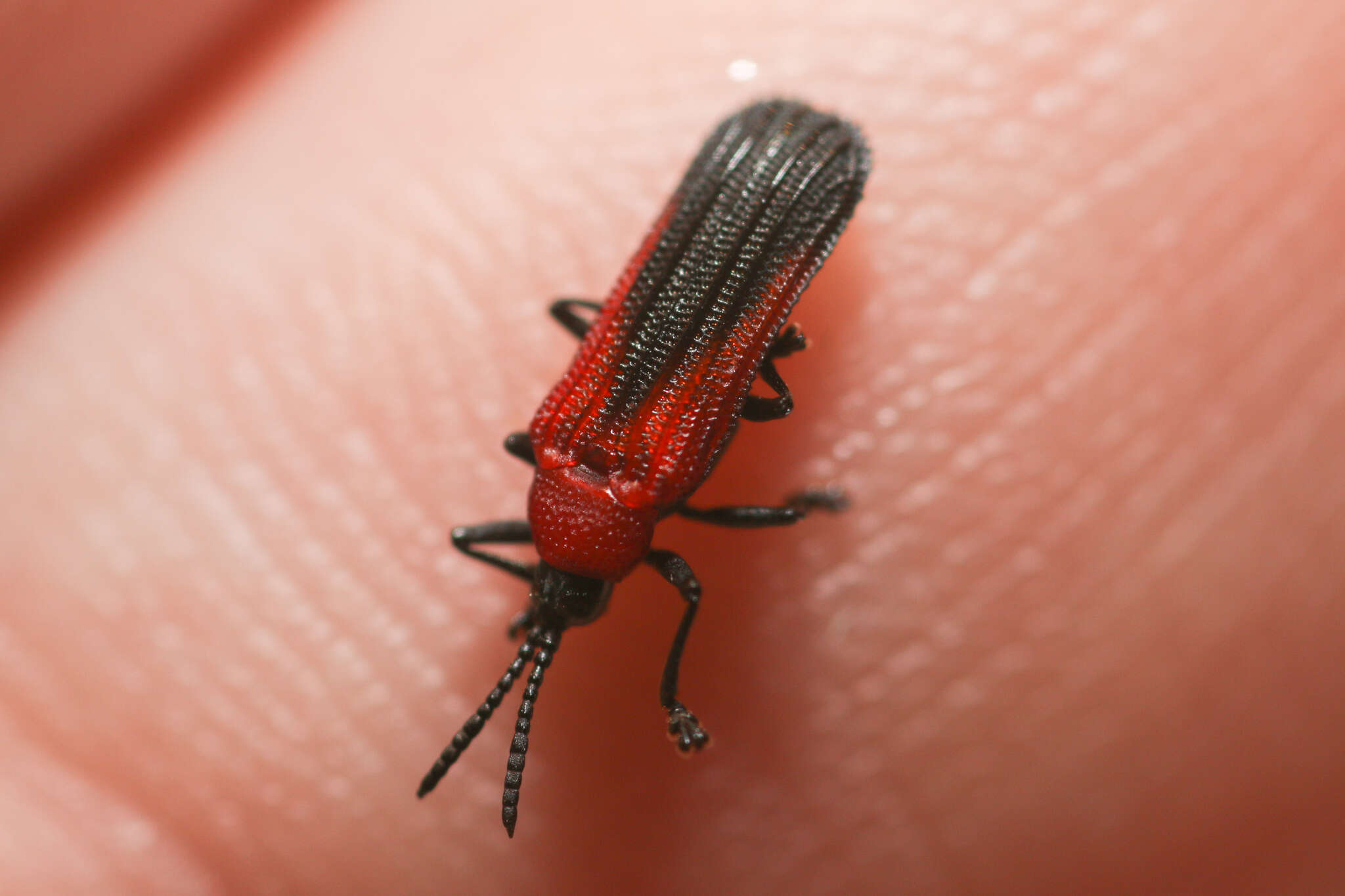 Plancia ëd Chalepus sanguinicollis (Linnaeus 1771)