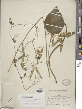 Image of Thicket Bean