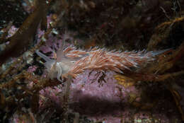 Coryphella chriskaugei (Korshunova, Martynov, Bakken, Evertsen, Fletcher, Mudianta, Saito, Lundin, Schrödl & Picton 2017) resmi