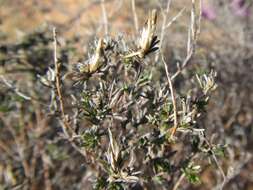 Amphiglossa tomentosa (Thunb.) Harv. resmi