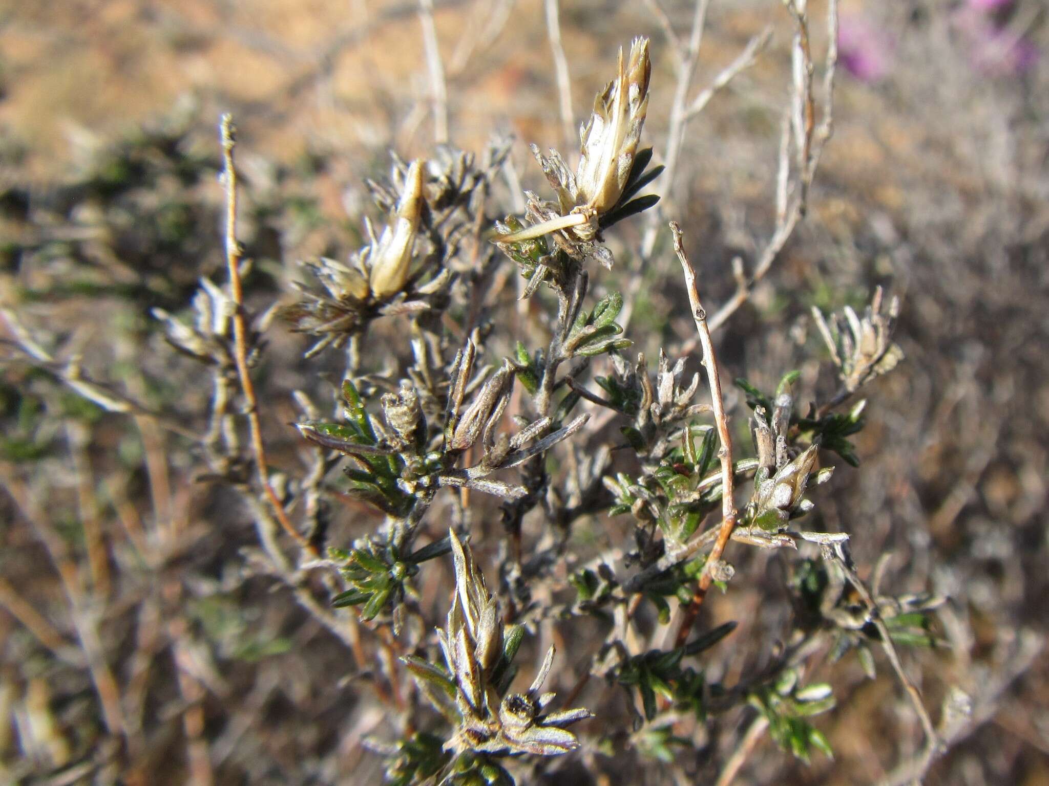 Image of Amphiglossa tomentosa (Thunb.) Harv.