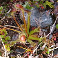 Image of New Zealand sundew