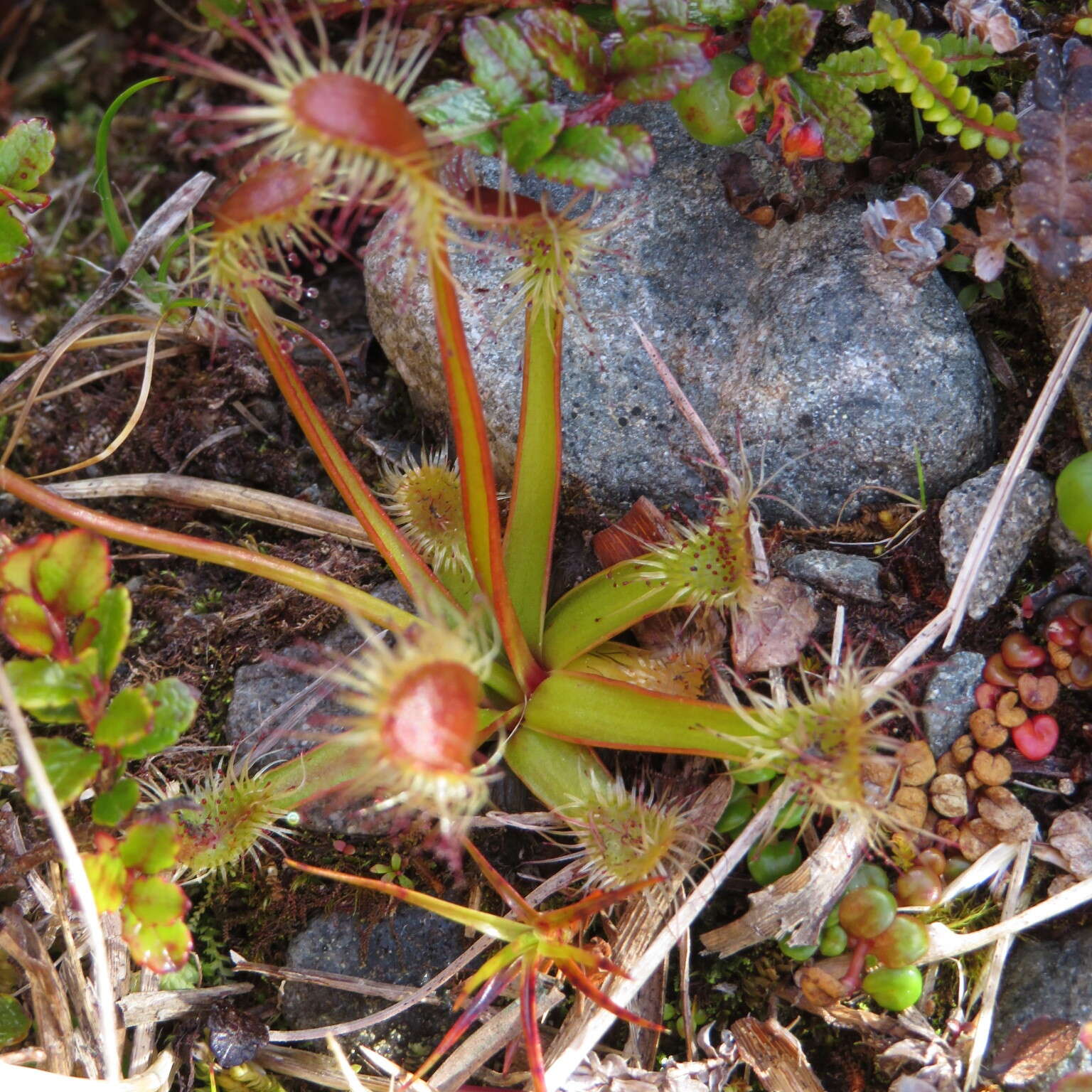 Image of New Zealand sundew