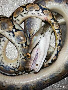 Слика од Malayopython Reynolds, Niemiller & Revell 2013