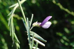 Image of wandering vetch