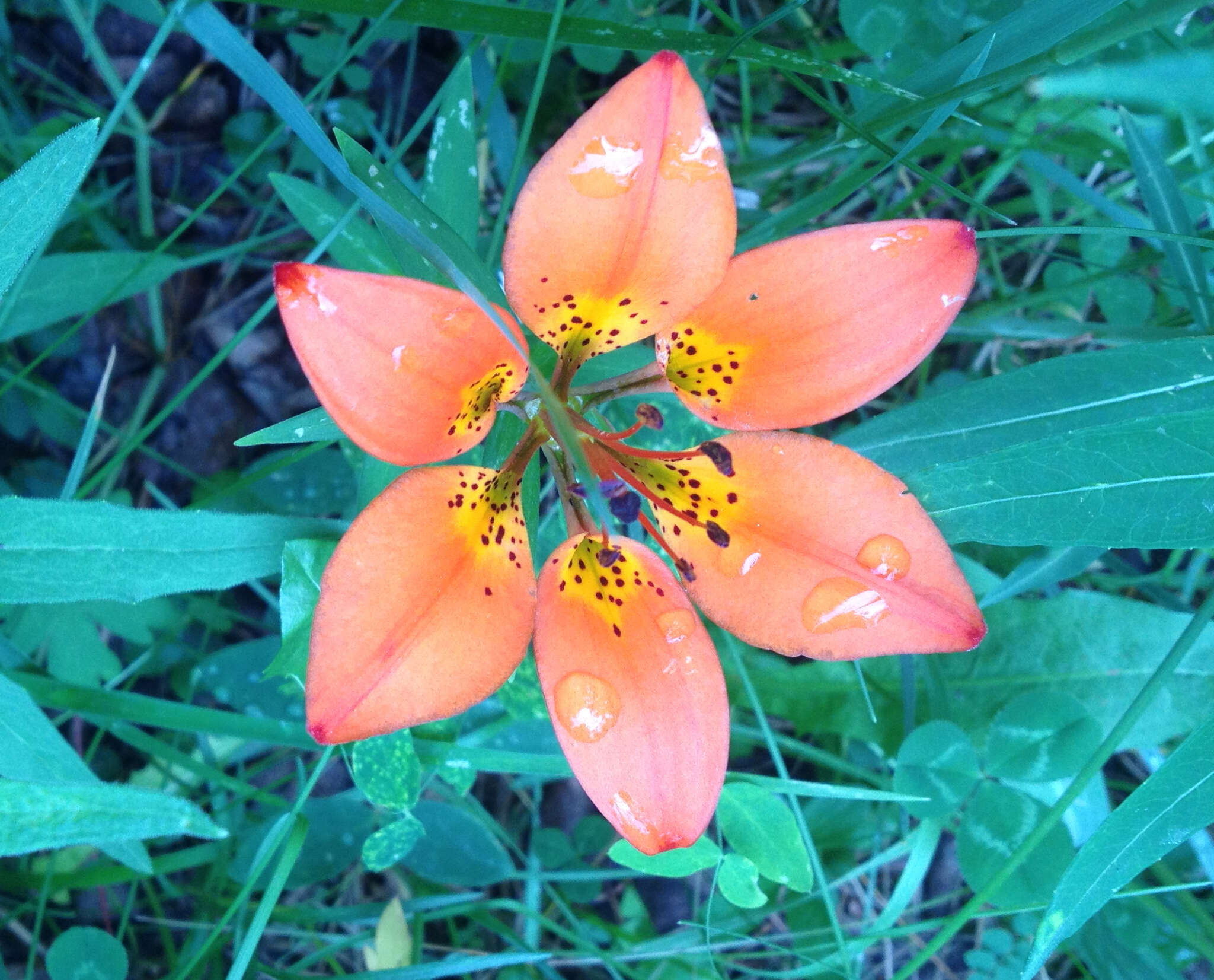 Lilium philadelphicum L. resmi