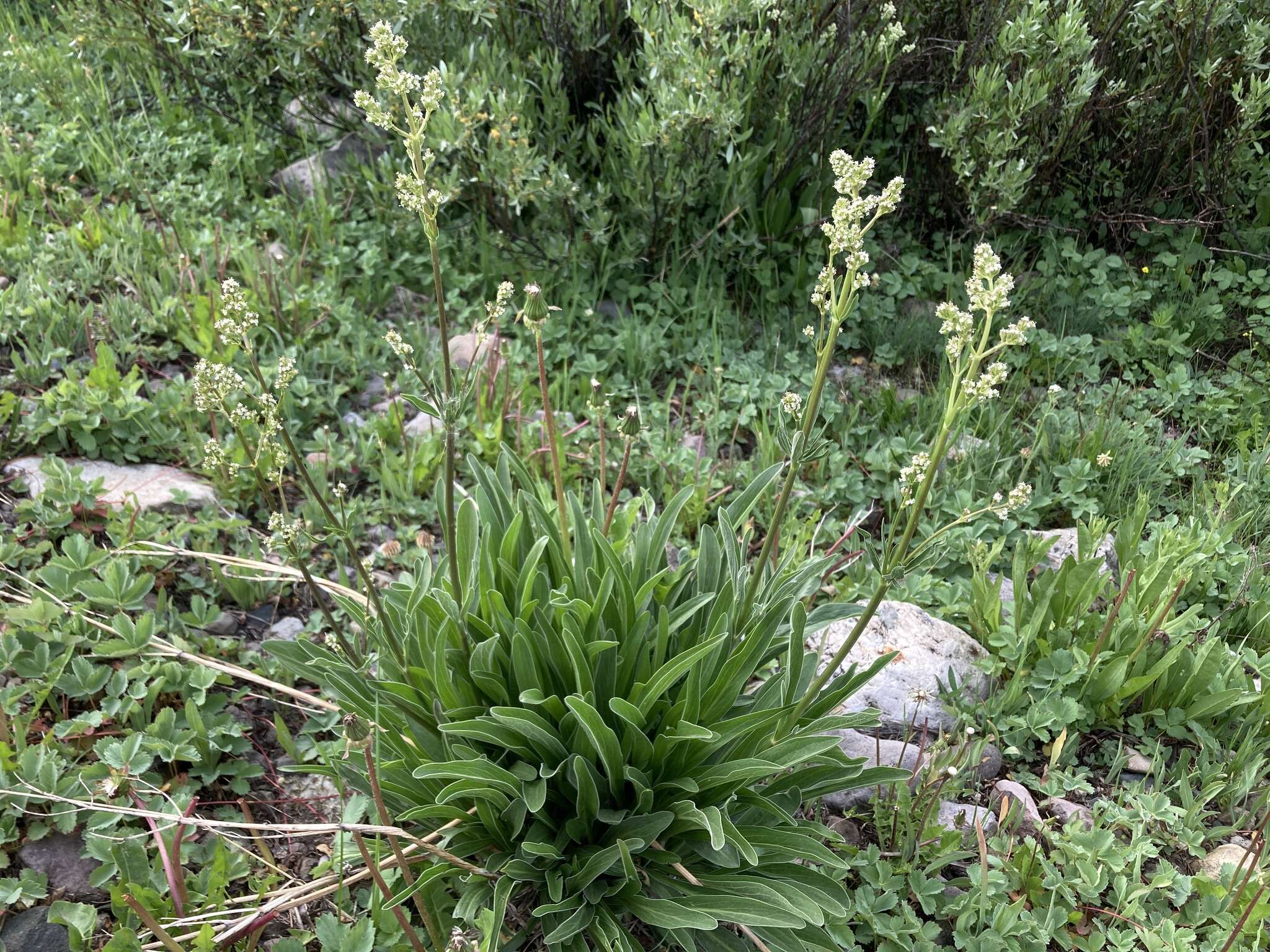 Image of <i>Valeriana <i>edulis</i></i> var. edulis