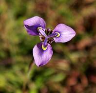 Слика од Moraea algoensis Goldblatt