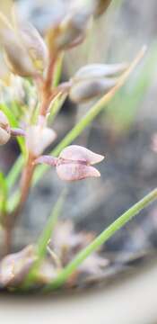 Sivun Lepidium oxycarpum Torr. & A. Gray kuva