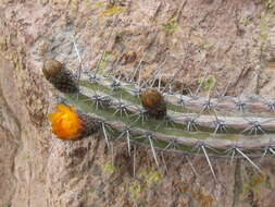 Corryocactus aureus (F. A. C. Weber) Hutchison resmi