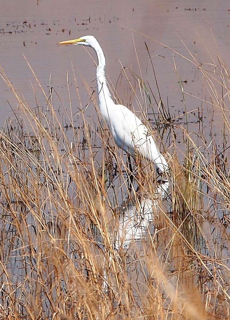 Image of Ardea alba melanorhynchos Wagler 1827