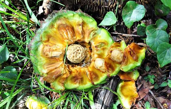 Image de Araucaria bidwillii Hook.