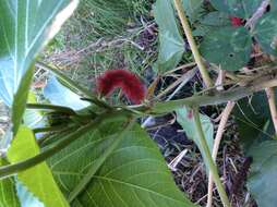 Image of chenille plant