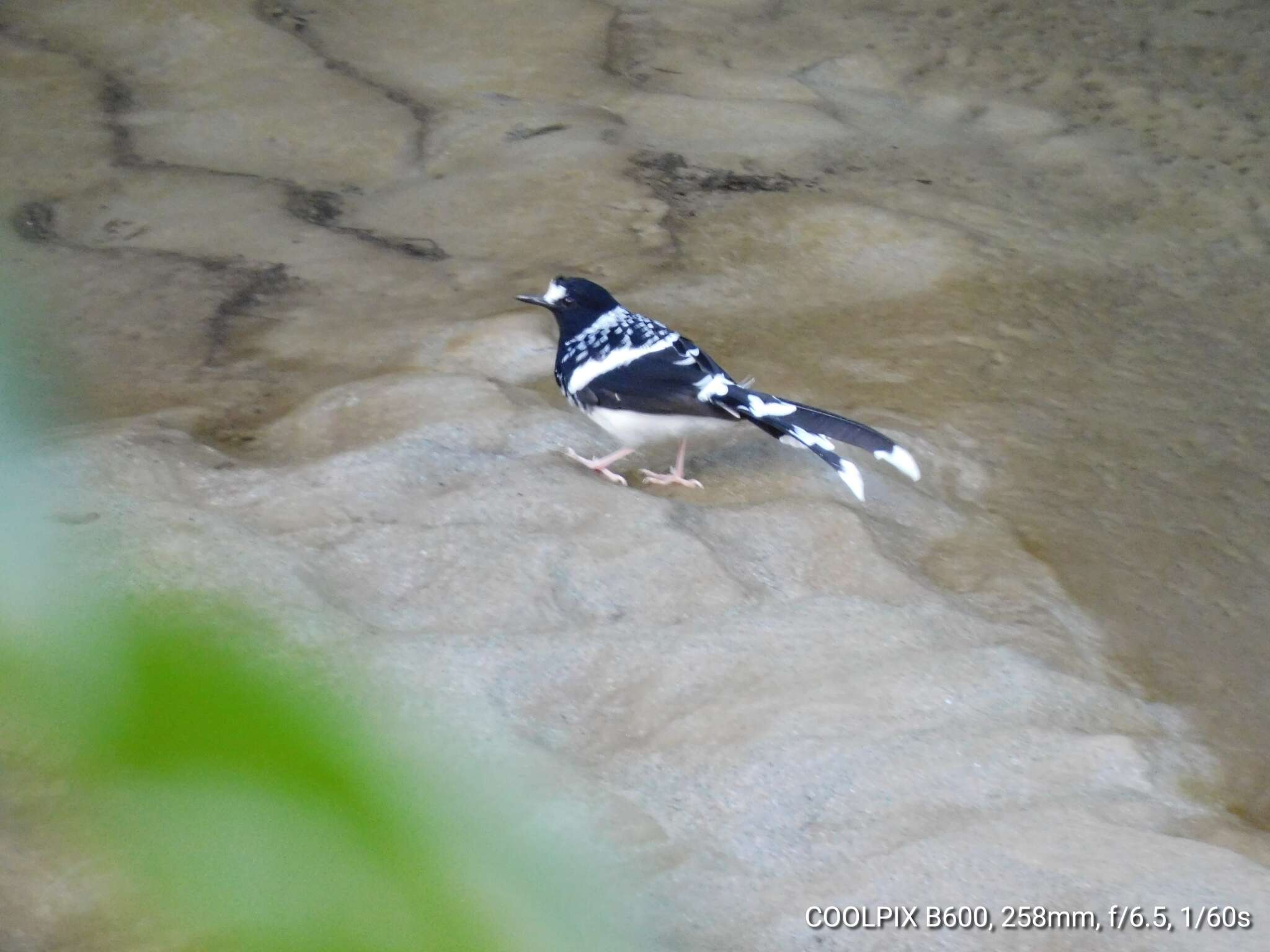 Image of Spotted Forktail