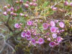 Verticordia sieberi Dies. ex Schau. resmi