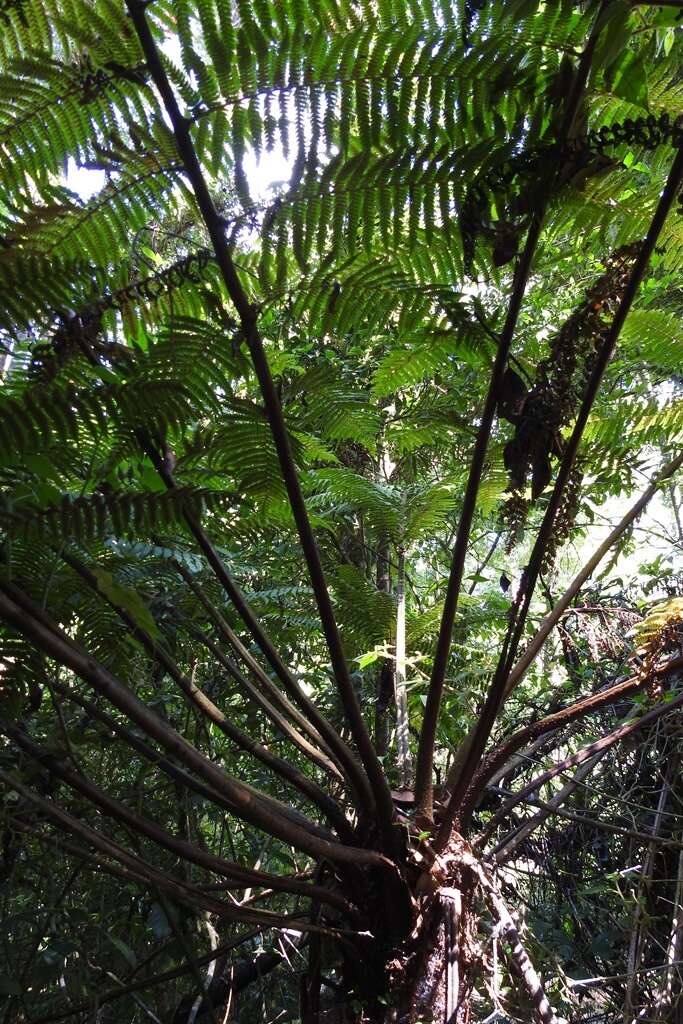 Cyathea fulva (Mart. & Gal.) Fée resmi