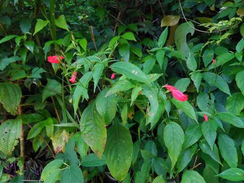 Image of tropical wild petunia